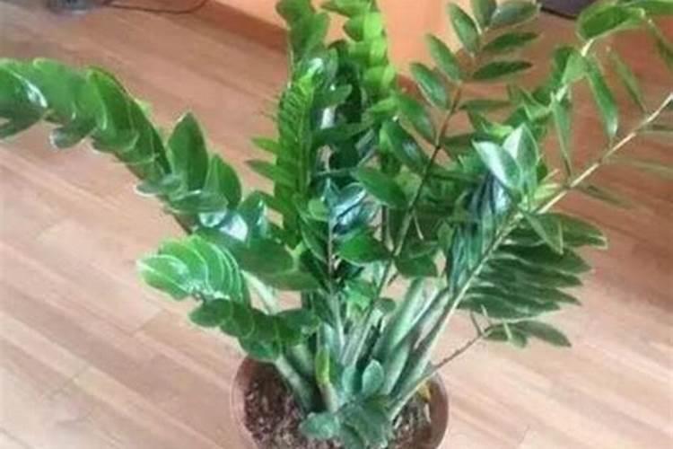 我家的金钱树现在冬天还在生长,请问可以给金钱树施肥吗？如果可以要是什...