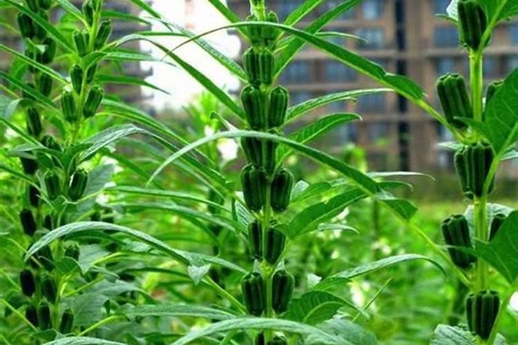芝麻追肥用什么肥料 什么时间施更合适