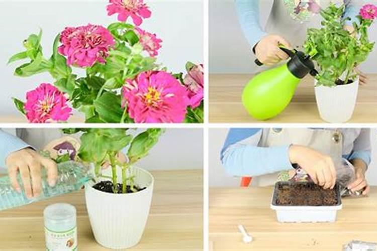 百日草一盆种几颗合适