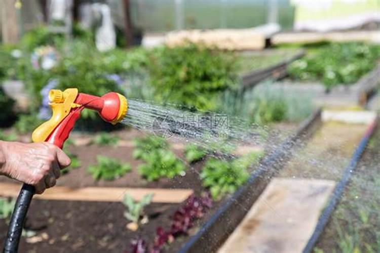 淋了矿源黄腐酸钾水溶肥多久才可以淋根腐抑制剂