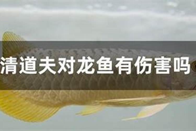 草缸液肥对鱼有害吗？为什么？