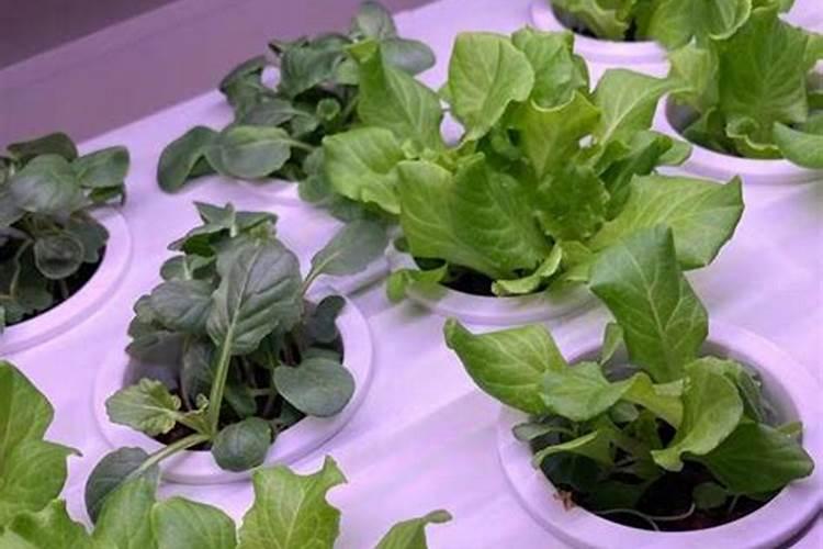 沤黄豆的水可以做叶面肥吗？