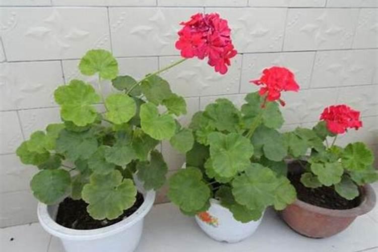 s诱抗素和芸苔素内酯那个好