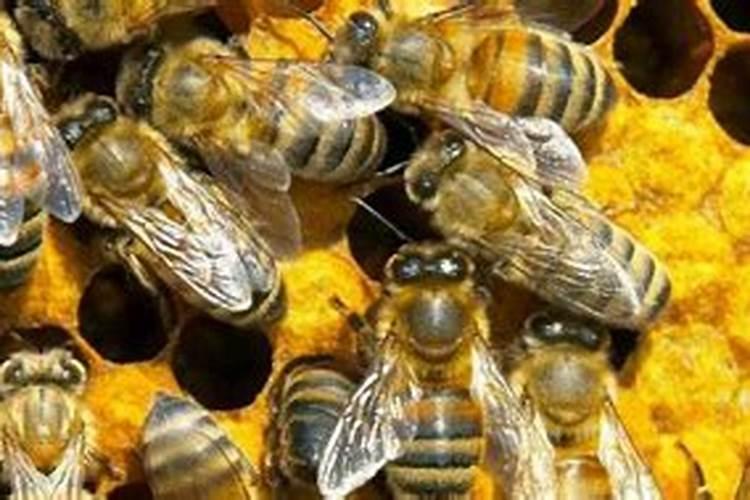 沙糖桔的病虫害防治