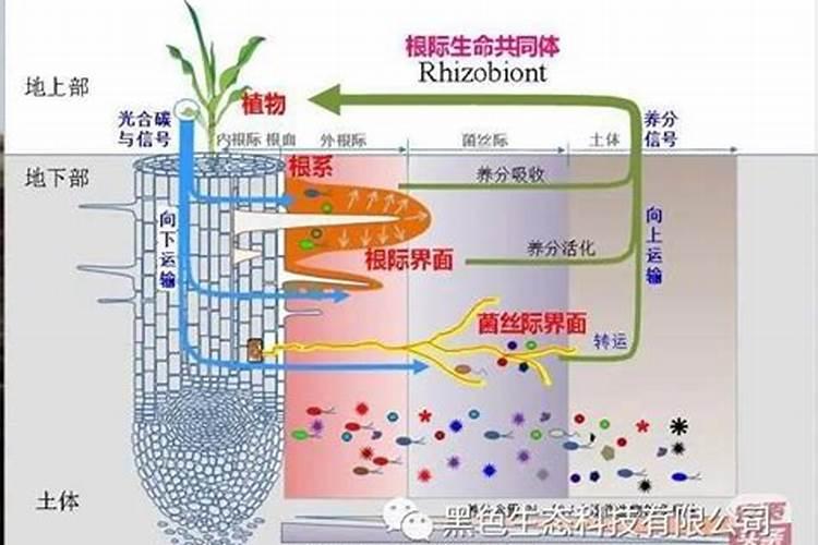 腐植酸复合肥好吗