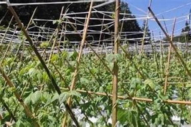 长豆角泼肥过量有什么办法挽救吗？一亩四分地泼了一包尿素,两小包冲施肥...