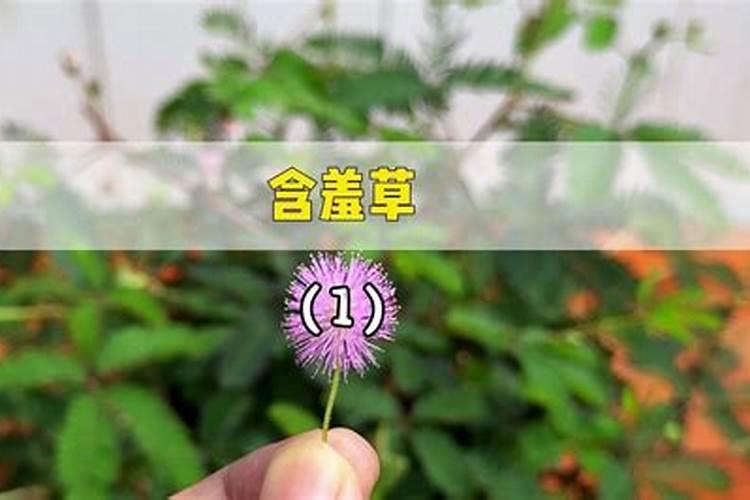 植物什么时候施用磷肥