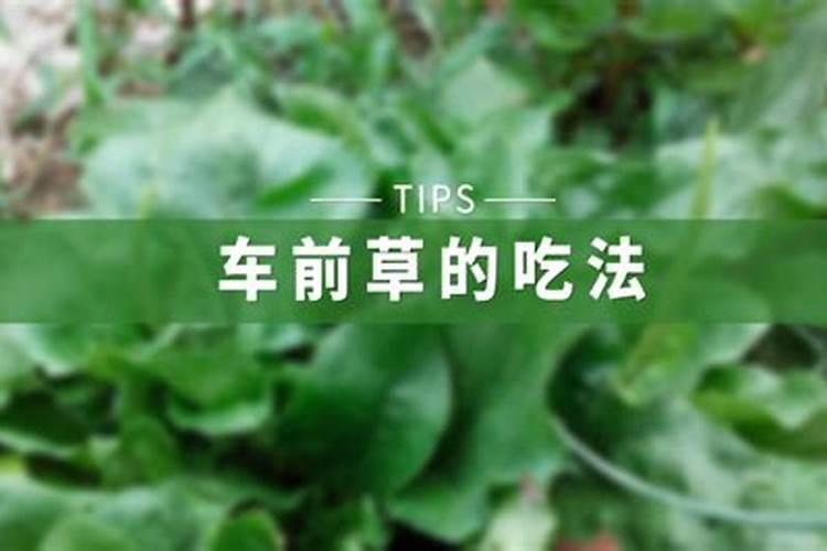 车前对便秘有着很大的帮助作用,这种植草是这样栽培的!