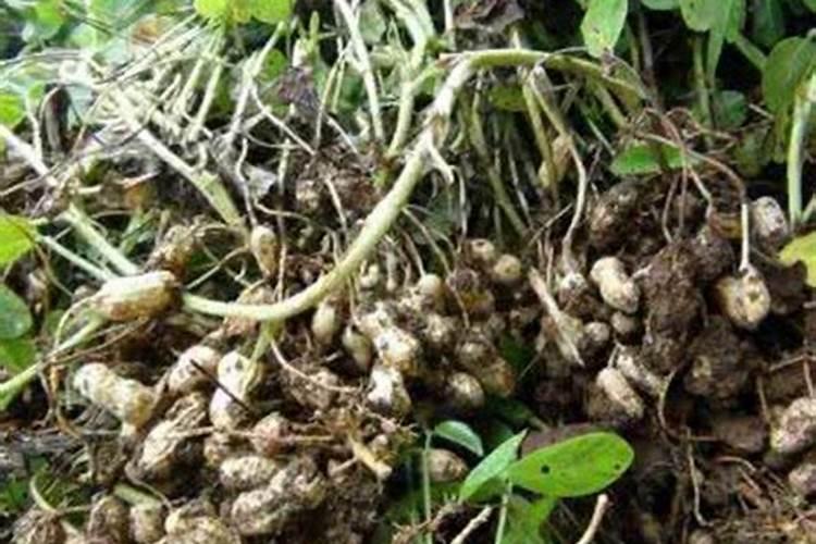 花生什么时候打芸苔素 如何使用才能提高产量