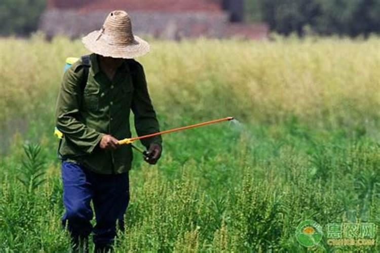 黑麦草的种植季节和种植方法