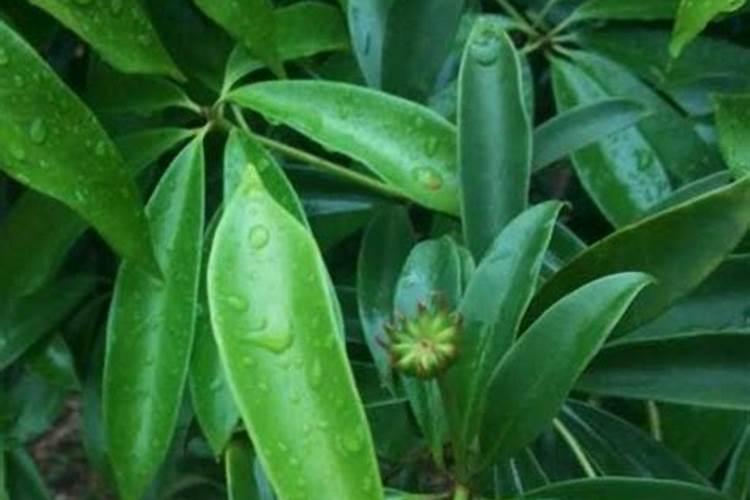 沙糖桔小树17度可以打保花保果吗？