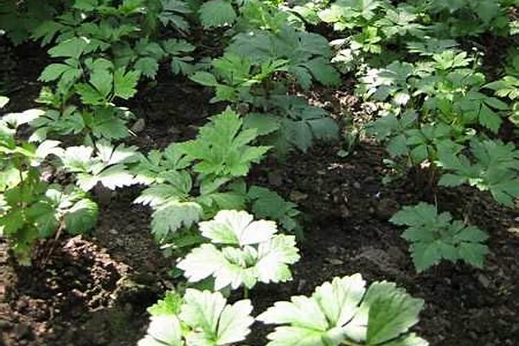 大叶芹栽培技术