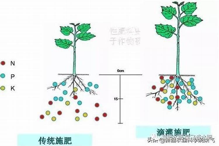 茶花施什么肥,什么时候施好