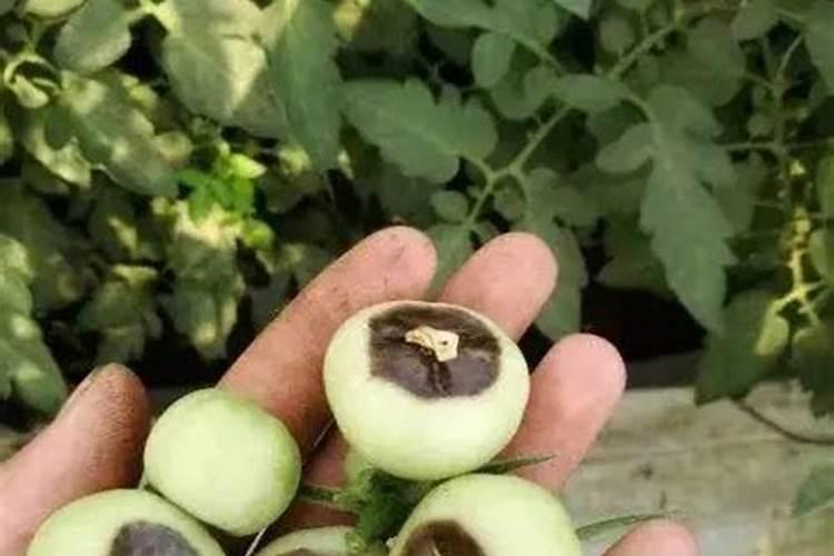 小分子有机钙作物补钙 改善裂果、焦枯、脐腐病