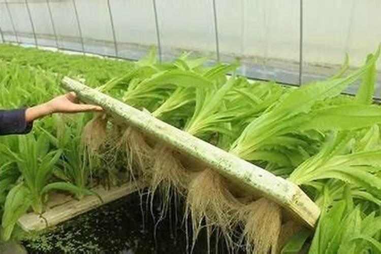 什么是腐质酸型复合肥？