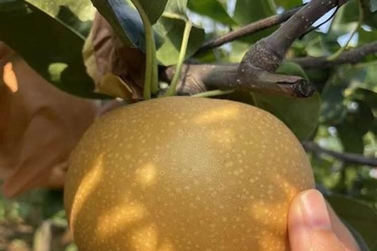 秋月梨8月上旬追什么肥料好？