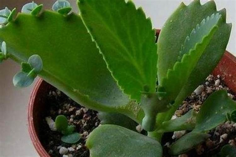 落地生根水肥管理技巧