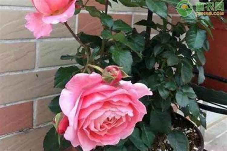 月季春天种植怎么施肥