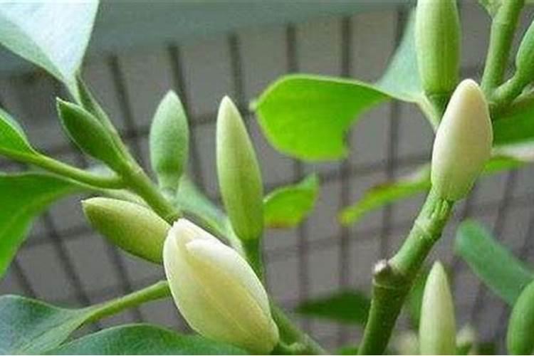 含笑花开花前怎么养护