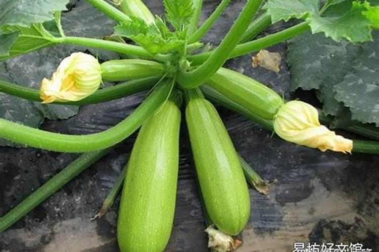 西葫芦的施肥误区和西葫芦的施肥要点都有什么？