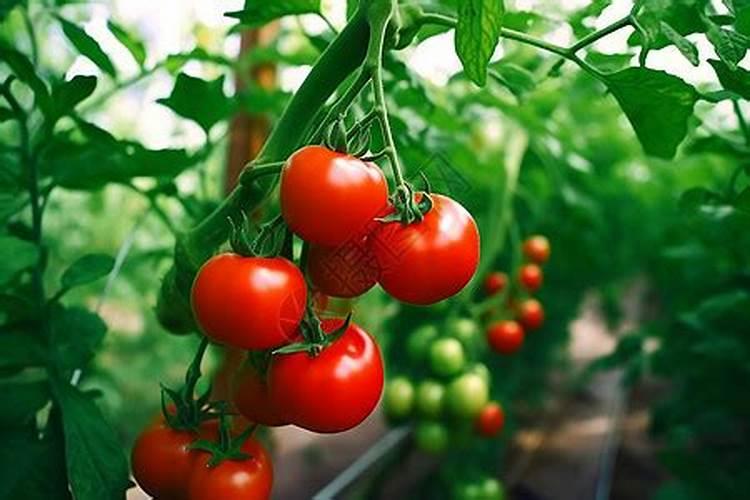 小番茄养殖方法和注意事项 如何种小番茄