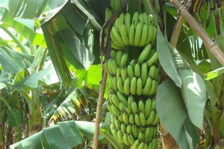 香蕉抽蕾前后的施肥量分别是多少？