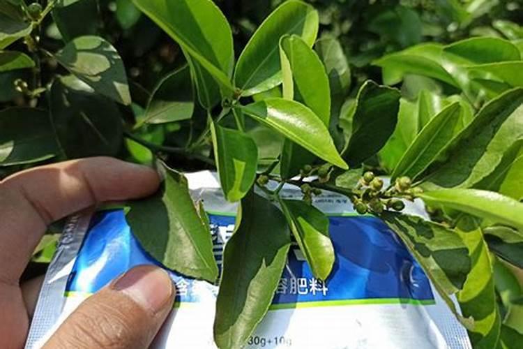 桔树用什么肥料比较好,还有什么时候用比较好