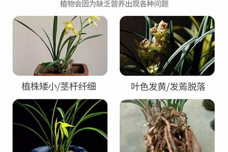 兰花花肥用什么合适 肥料制作与使用方法