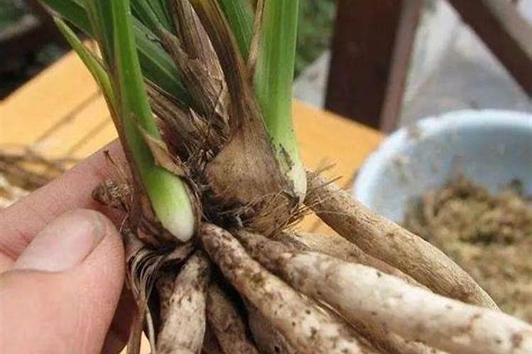 兰灵王能否与饼肥水混合浇墨兰