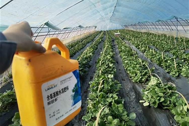 氨基酸水溶肥用在绣球上多长时间见效