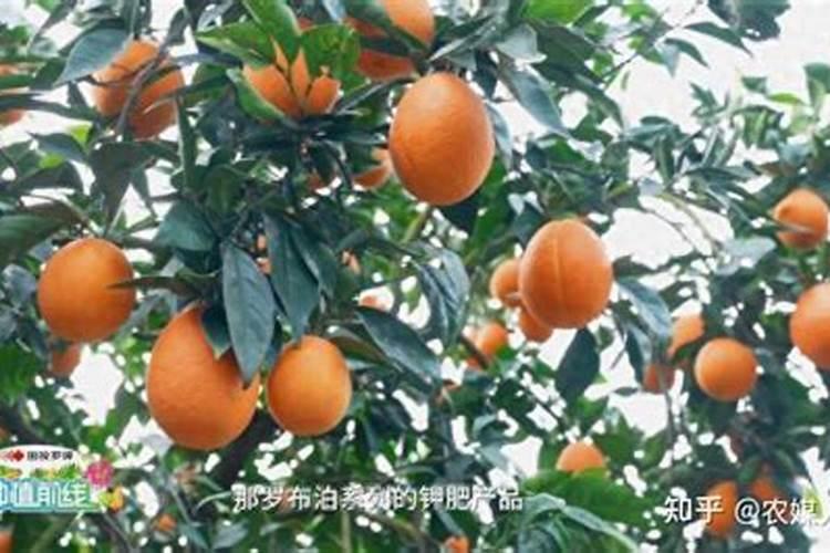 果树6月施硫磷铵好吗