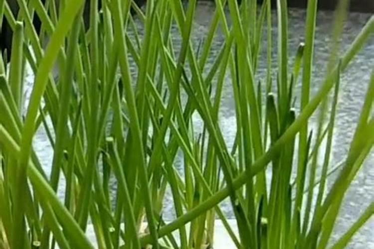 水培小葱简单步骤