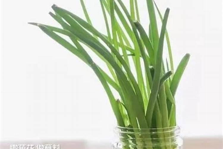 富贵竹怎么养？放在水瓶还是花盆里？