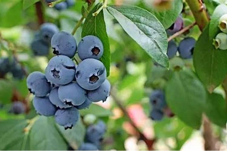 蓝莓壮枝用什么叶面肥好