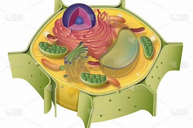 植物体内必须的元素有多少种