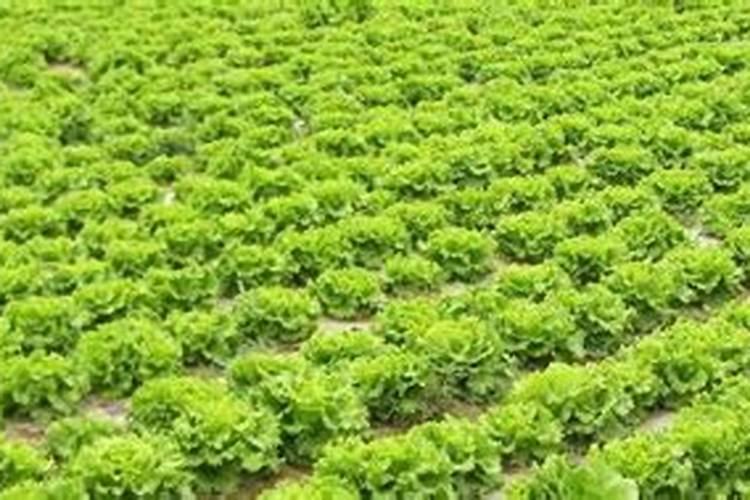 结球生菜想要产量高应该如何施肥？记住这几点!
