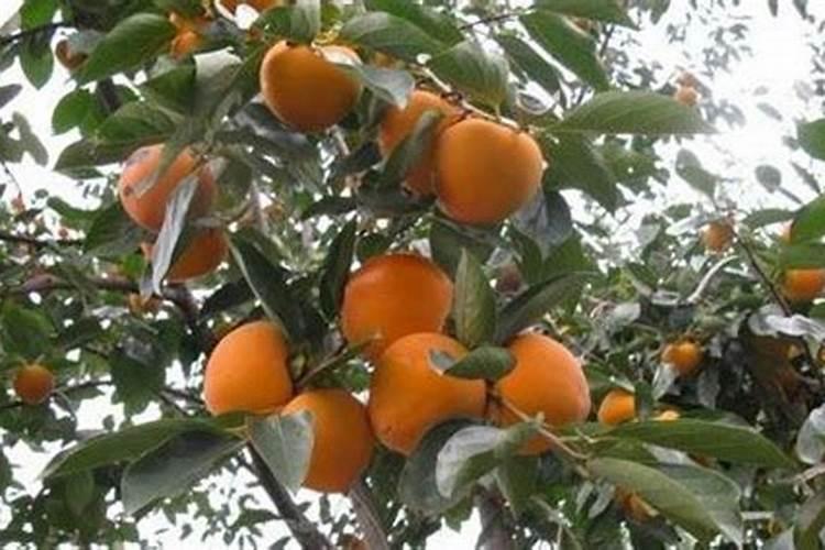 柿子结口怎么办