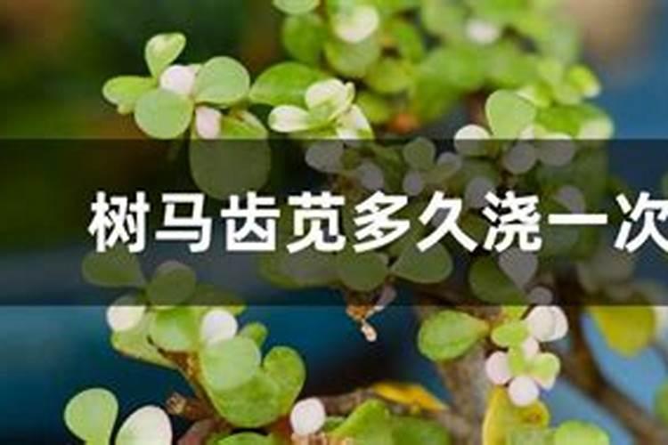 马齿苋的田间管理技术 马齿苋应该怎么施肥