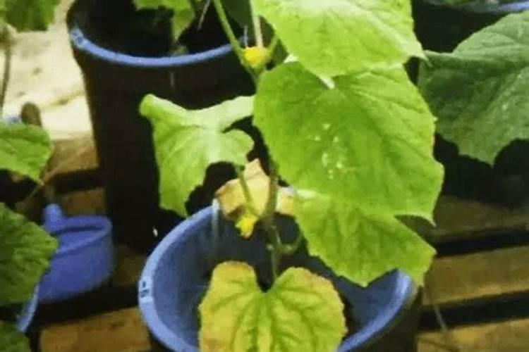 黄瓜缺钾缺钙有哪些症状？应该如何防治？