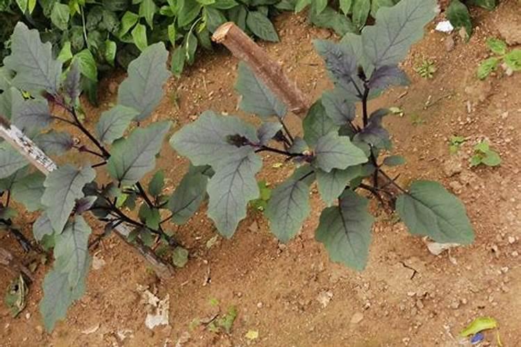 有机肥为什么要腐熟？