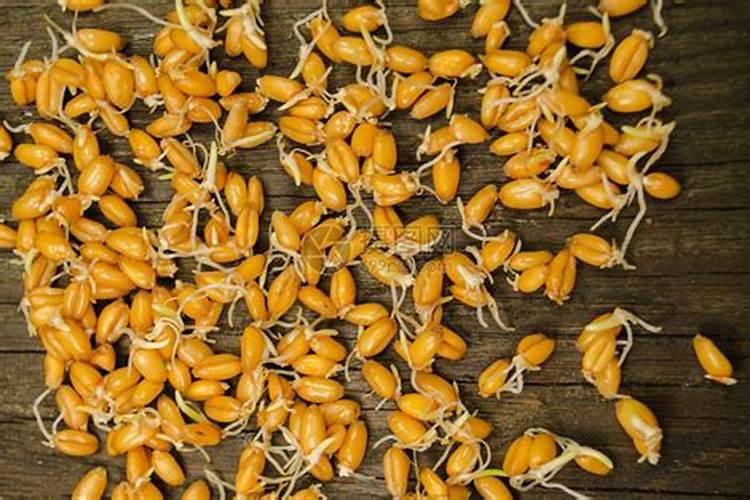 用磷酸二氢钾溶液可以拌小麦种子吗？