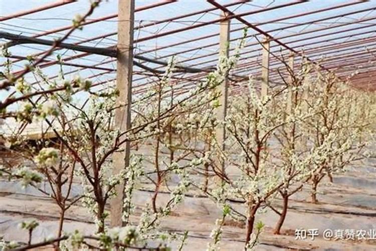 花椒喜欢什么肥料