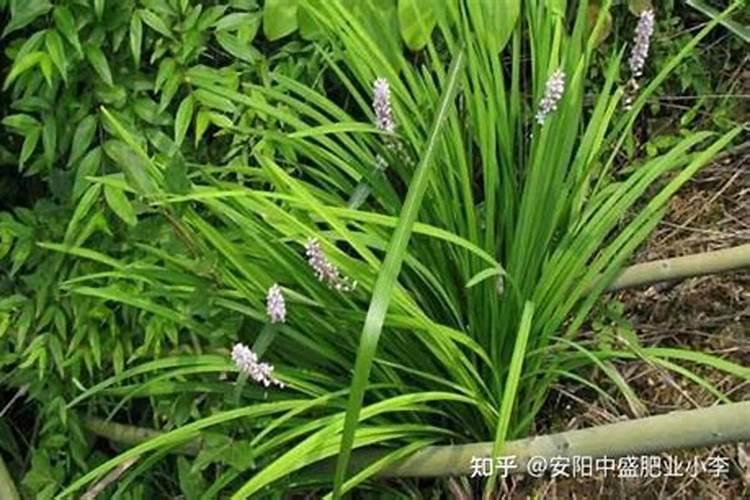 麦冬花用复合肥可以吗