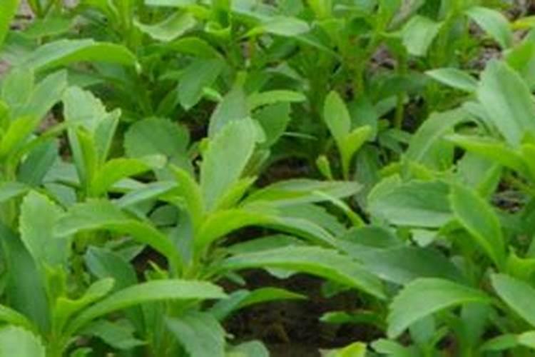 种甜叶菊用什么肥料