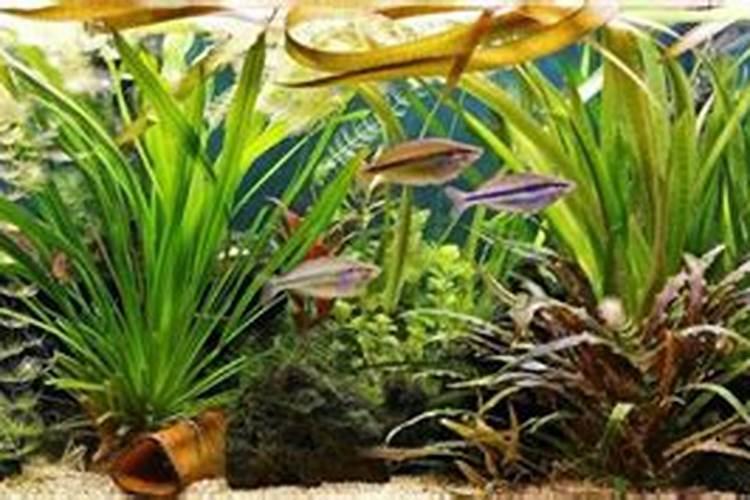 鱼塘养殖中施磷肥能起怎样作用？