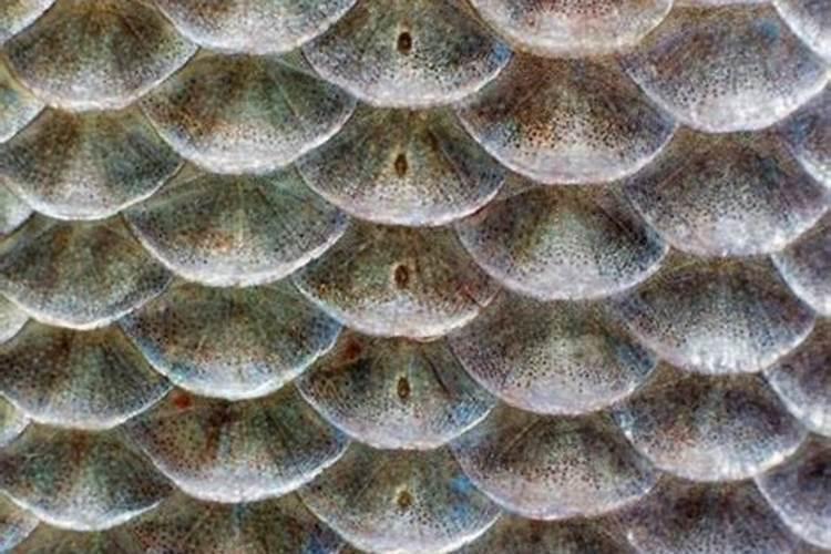 鱼塘养殖中施磷肥能起怎样作用