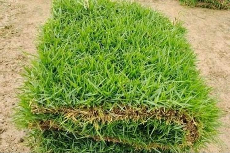 草坪怎么施肥,用量是多少,一年施几次肥？