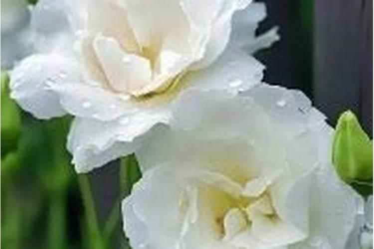 洋桔梗怎么施肥最好