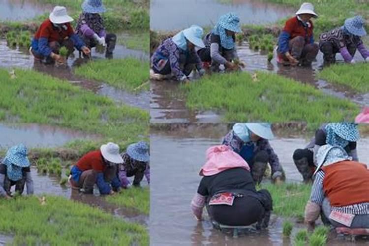 直播杂交水稻怎么施肥