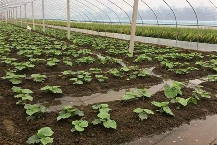 春季大棚定植西瓜时能随水冲施生根肥吗？